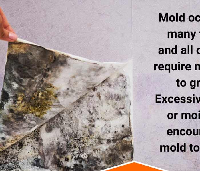 SERVPRO mold graphic image